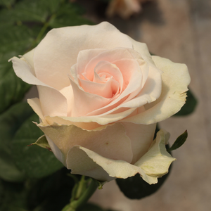 Розово,каъсиево засенчване - Чайно хибридни рози 